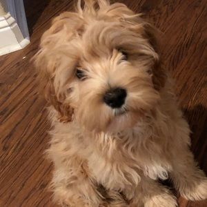 Meet your Posher, Brianne